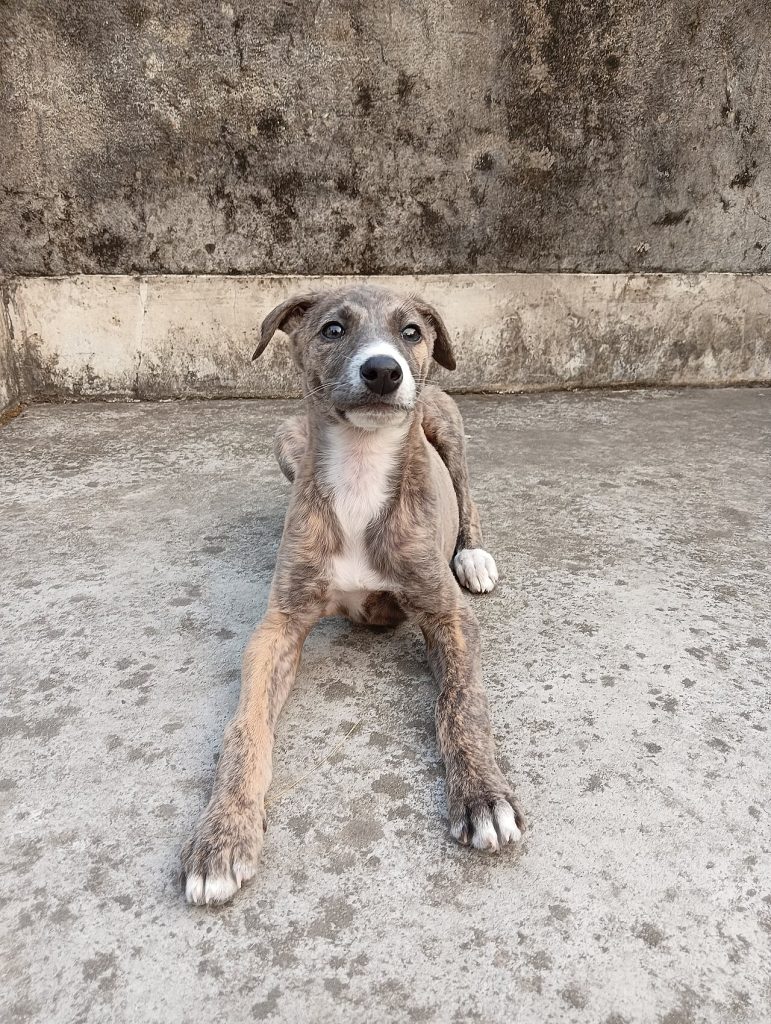 Rampur Greyhound