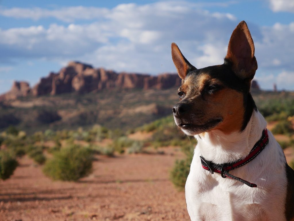 Rat Terrier