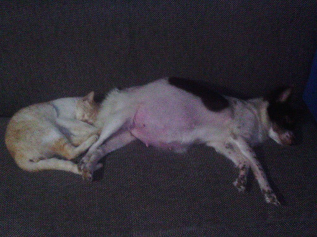 Razas de perro que mejor conviven con gatos