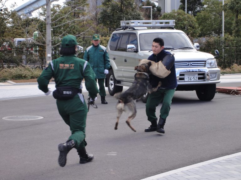 Razas de perros policía: por qué eligen a estos cracks