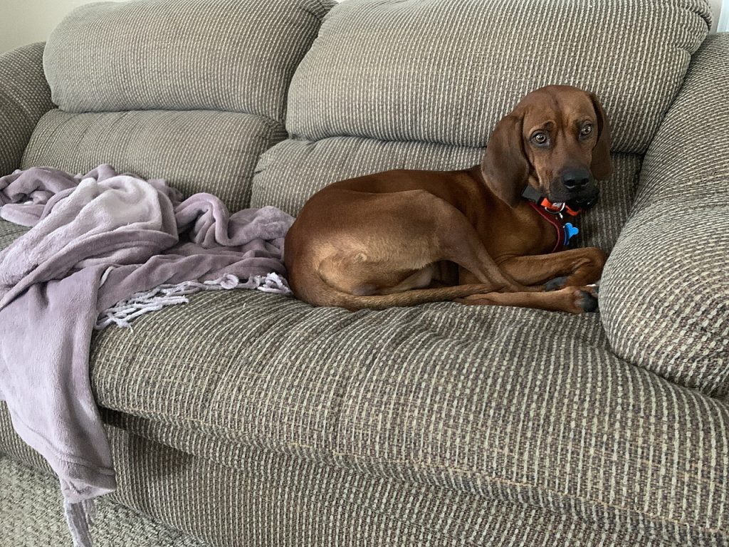 Der Redbone Coonhound
