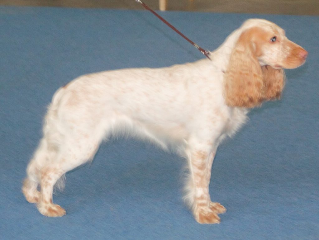 Russischer Spaniel