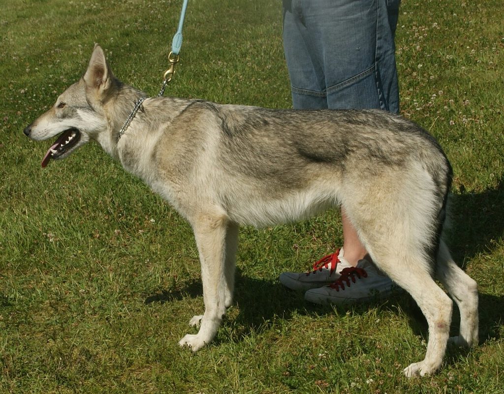 Saarloos Wolfdog