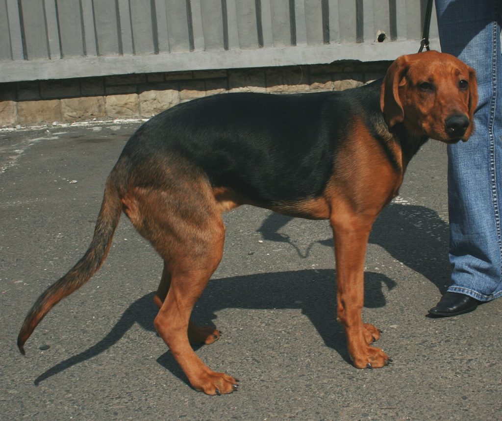 Schillerstovare