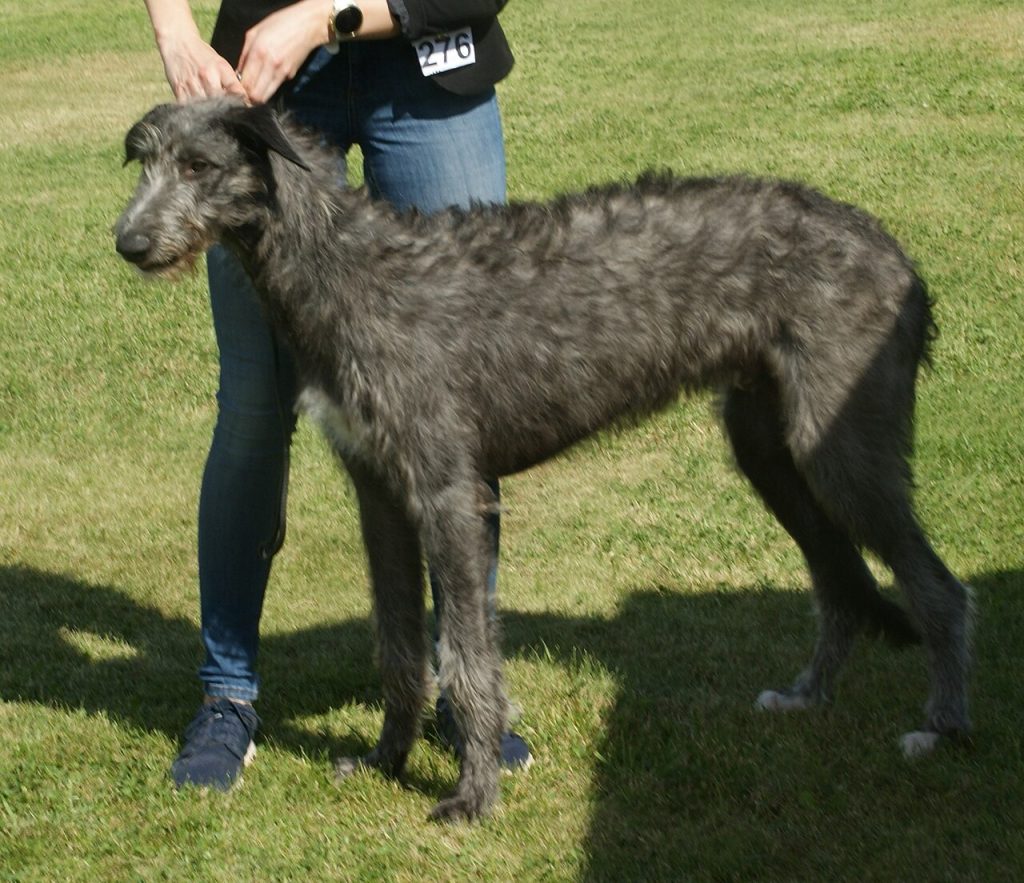 Schottischer Deerhound