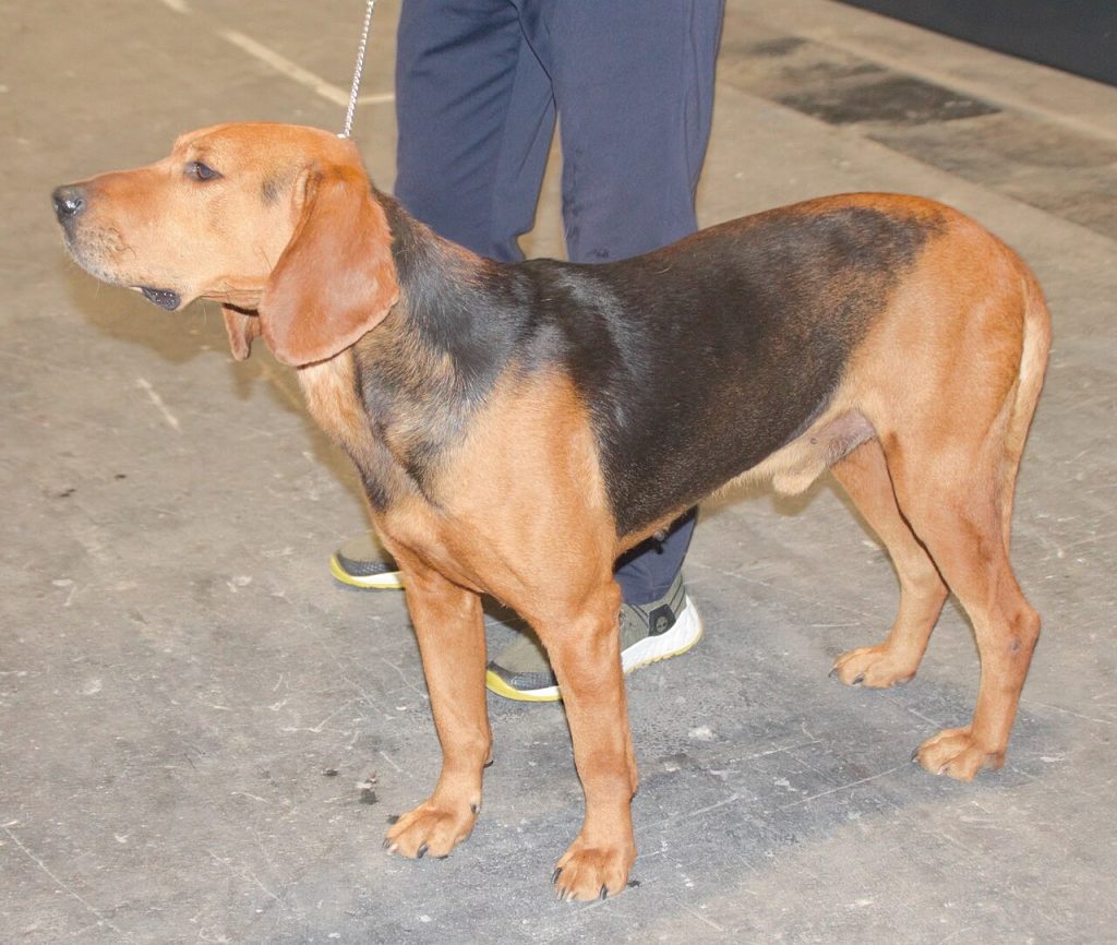 Serbischer Hound