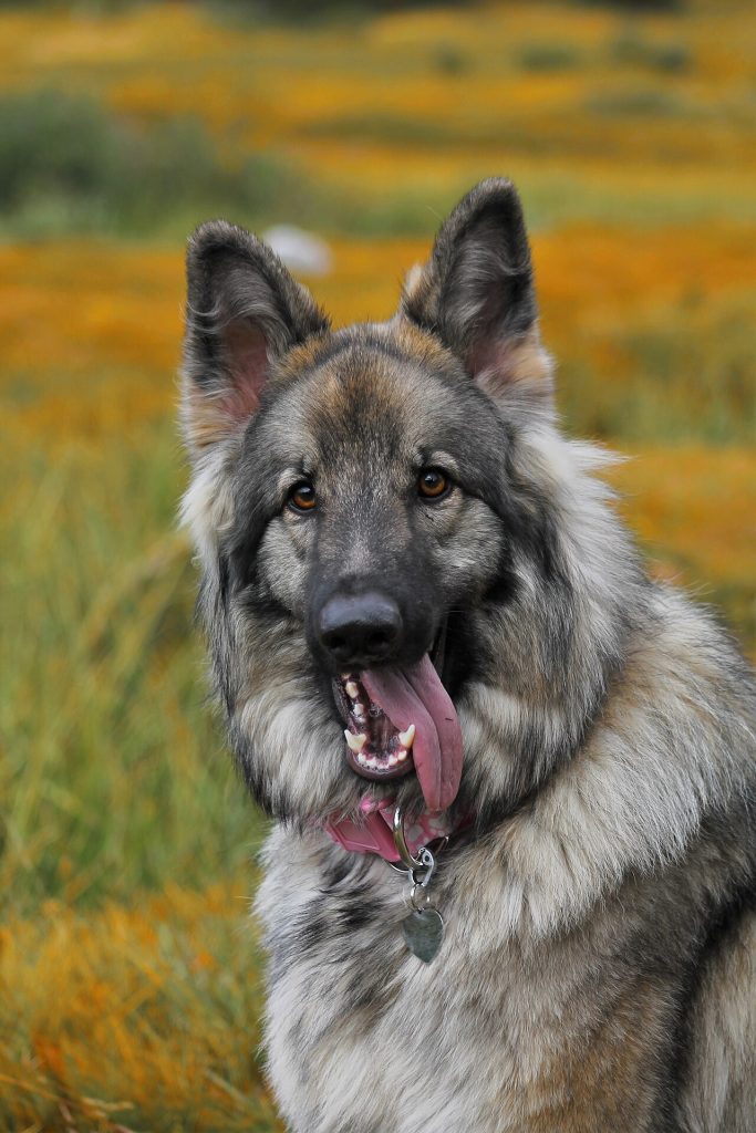 Schiloh Shepherd