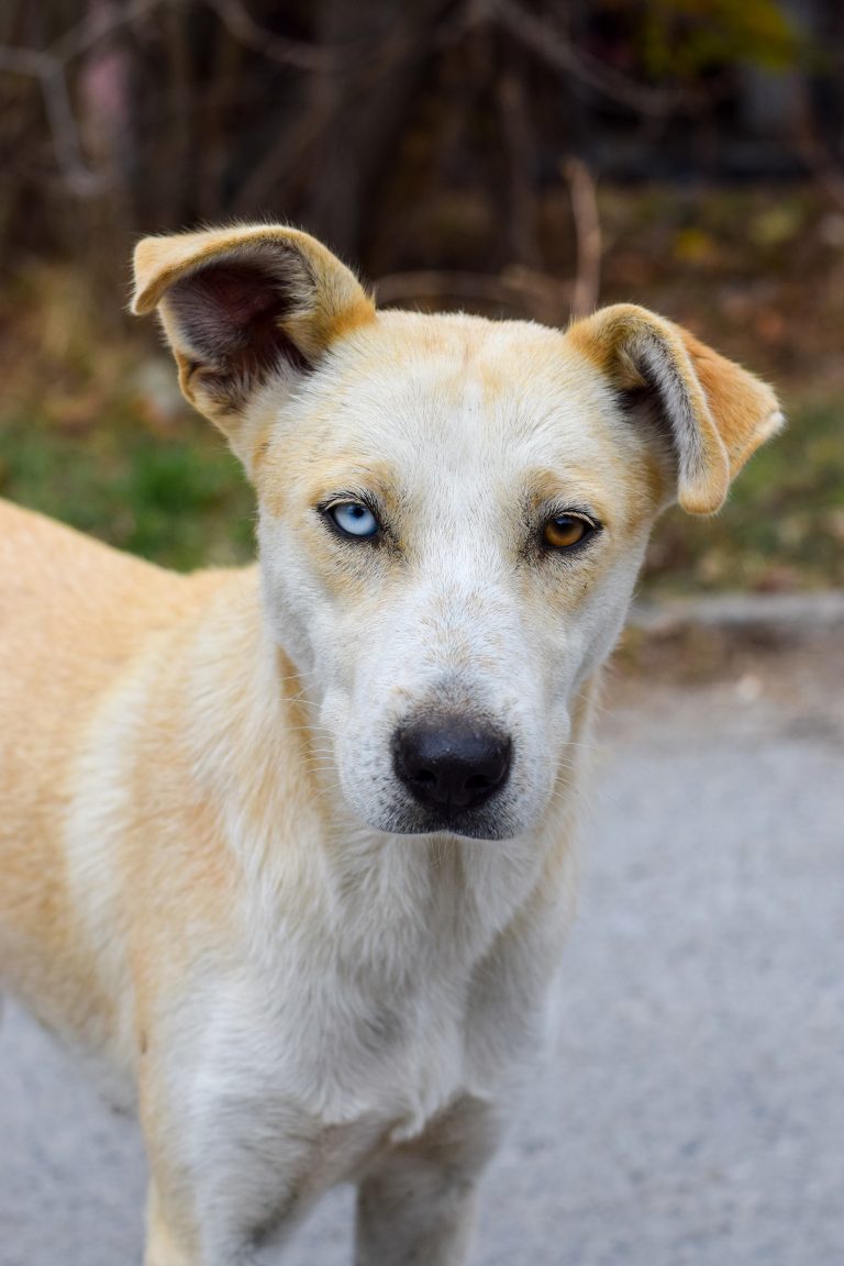 Síndrome braquicefálico: vivir con un perro de cara chata