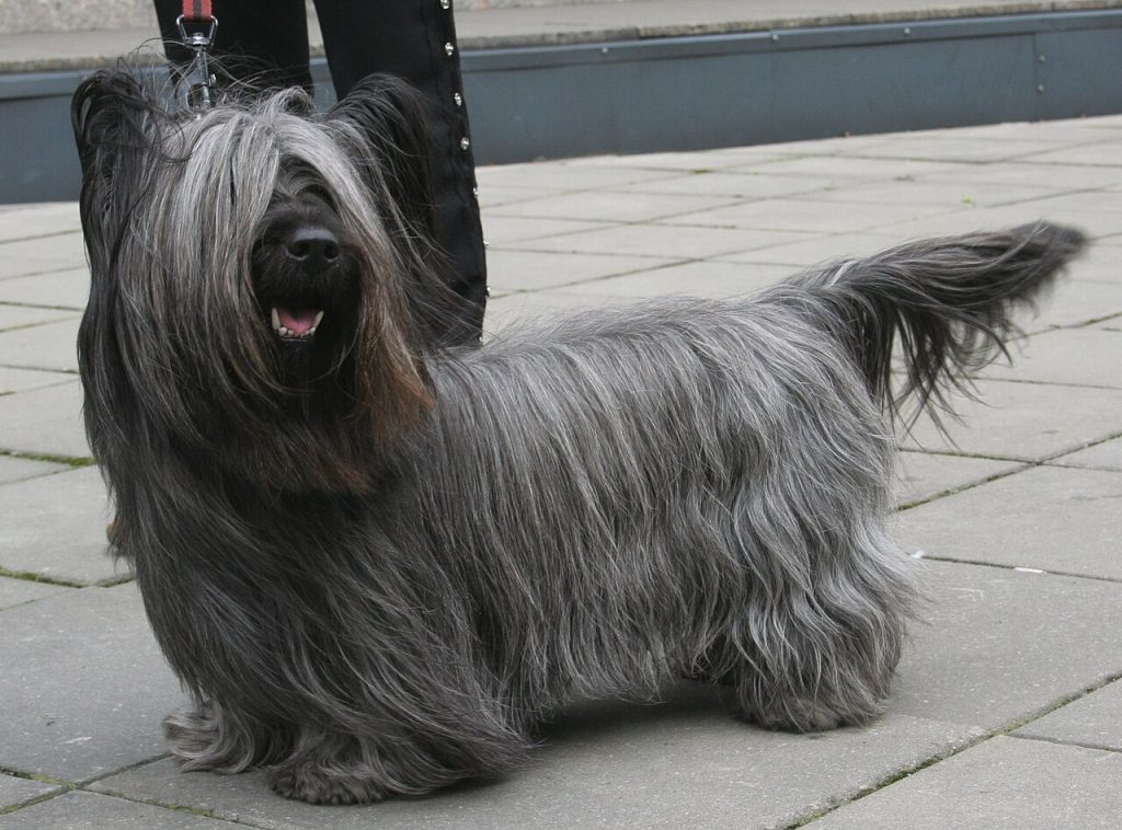 Der Skye Terrier