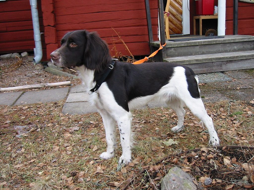 Kleiner Münsterlander