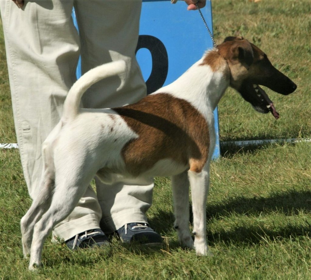 Smooth Fox Terrier