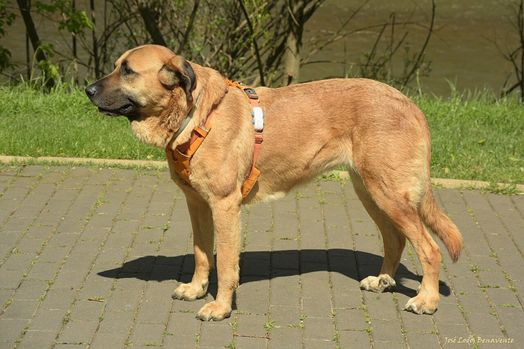 Spanischer Mastiff