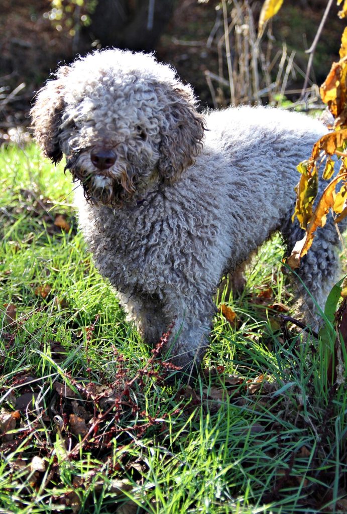 Spanischer Wasserhund