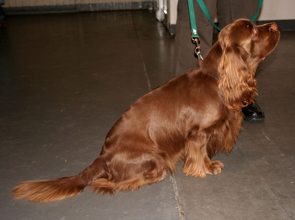 Das ist der Sussex Spaniel.