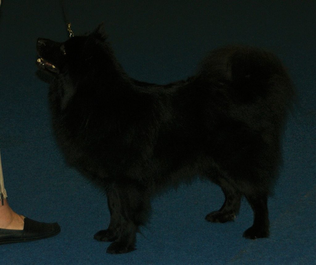 Swedish Lapphund