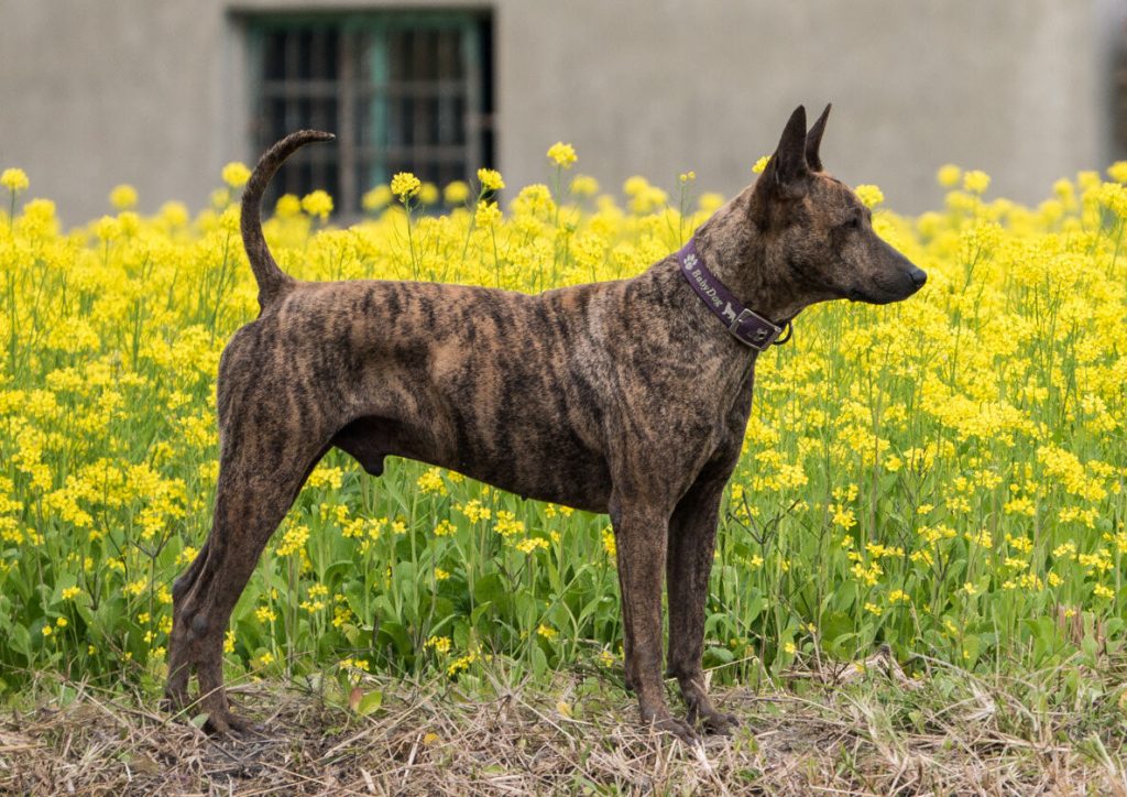 Taiwaner Hund