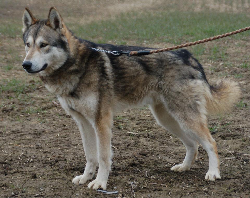 Tamaskan-Hund