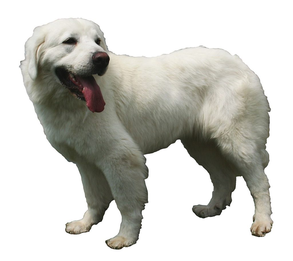 Tatra Schäferhund