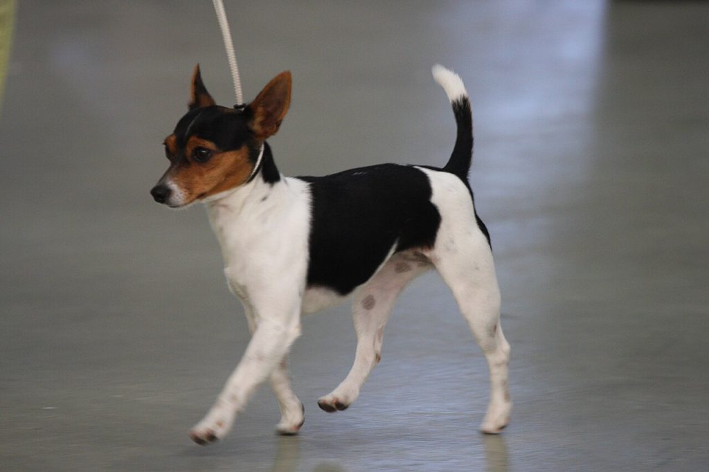 Tenterfield Terrier