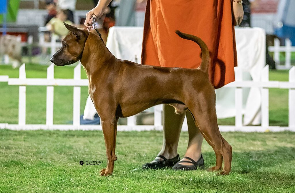 Thai Ridgeback