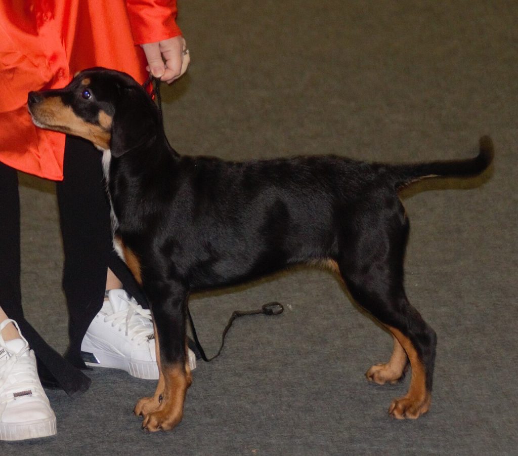 Transylvanian Hound