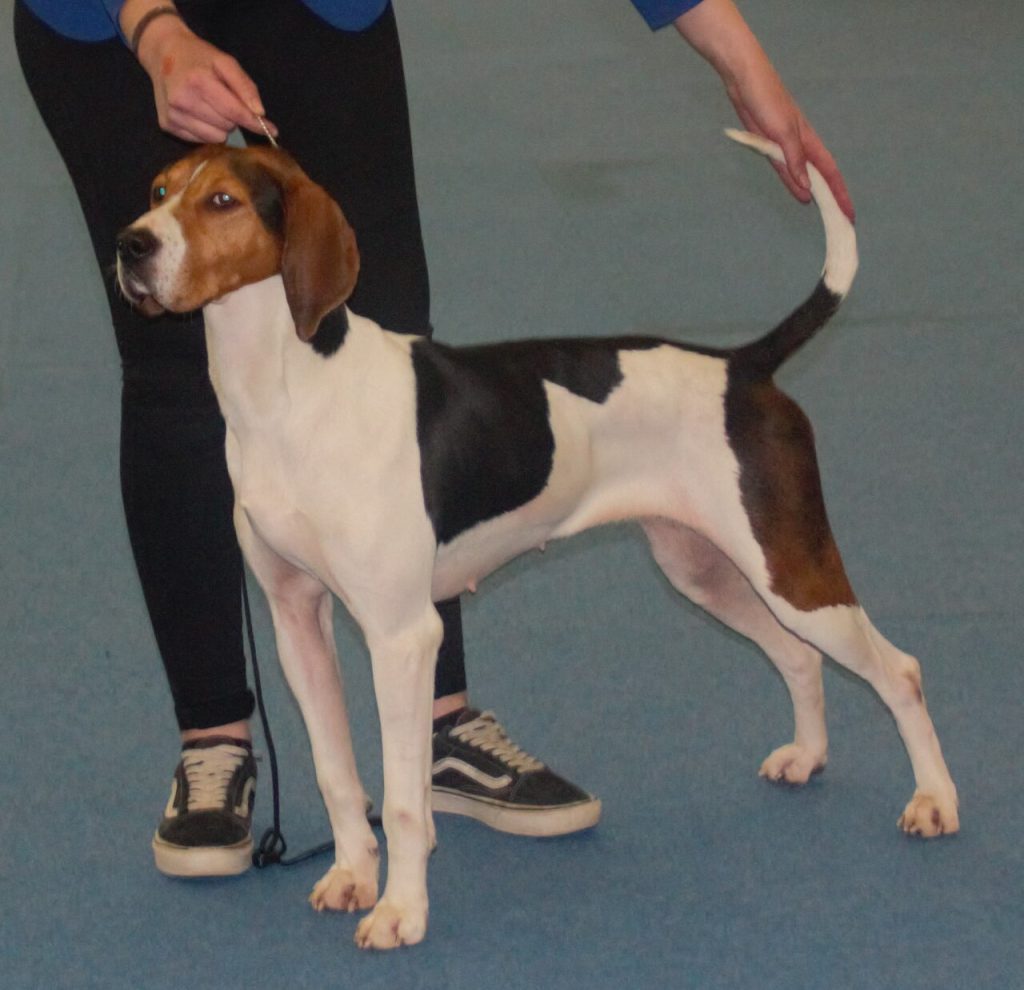 Der Treeing Walker Coonhound