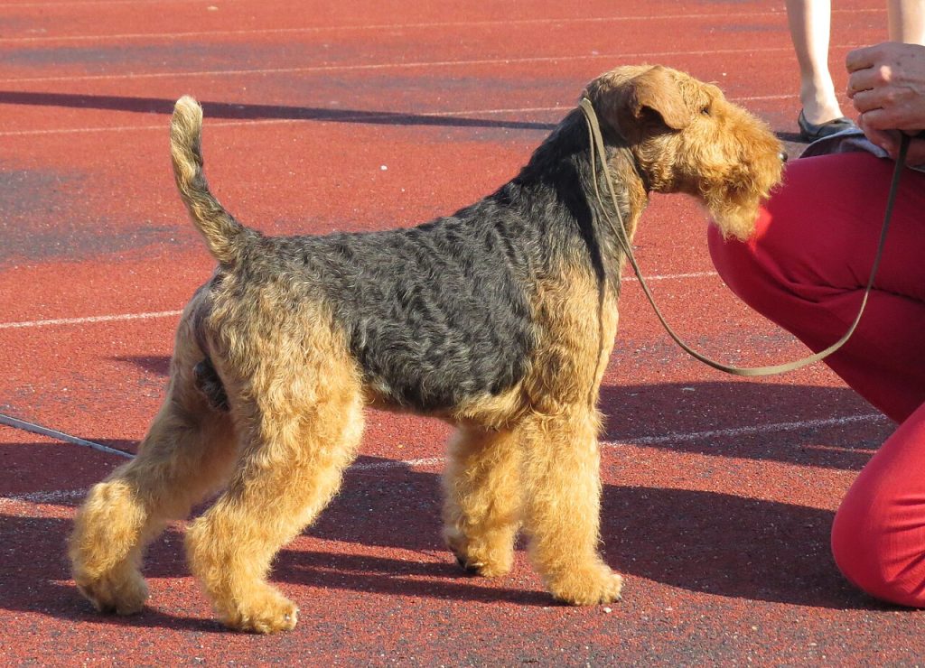 Welsh Terrier