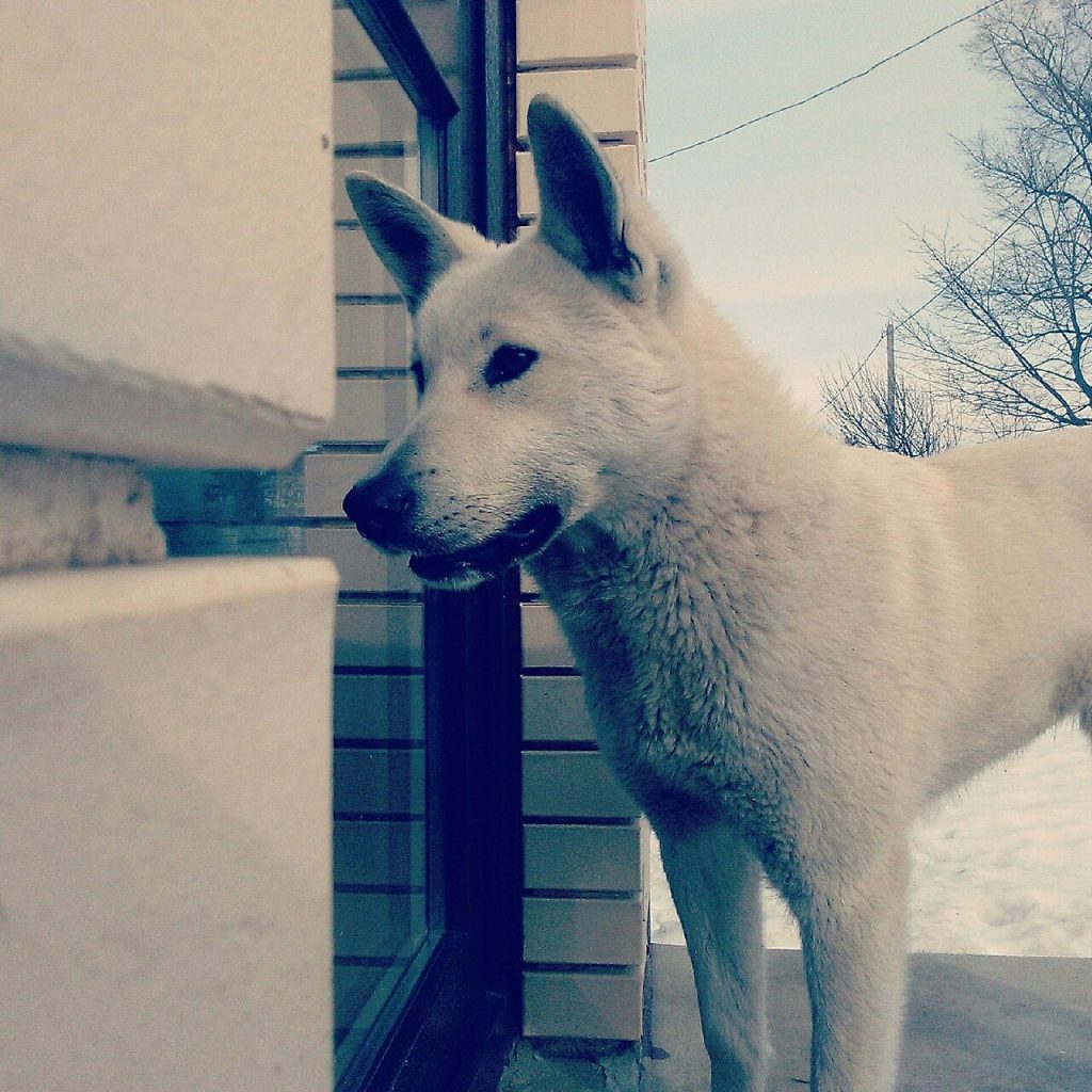 West Siberian Laika