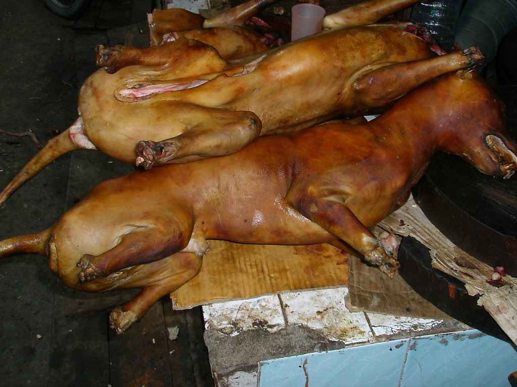 Cebolla y ajo: por qué son tóxicos para tu perro