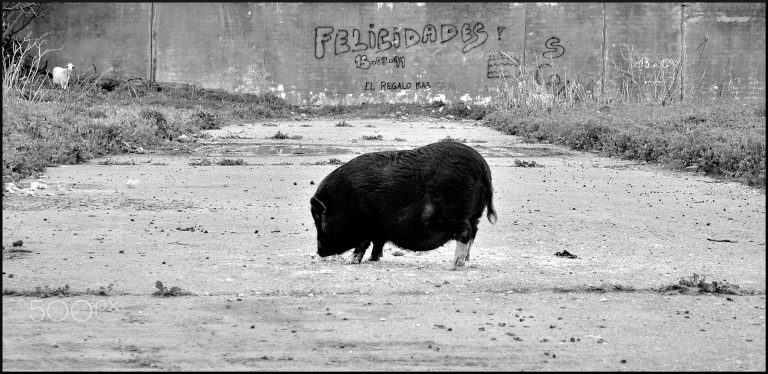 ¿Pueden los perros comer jamón?