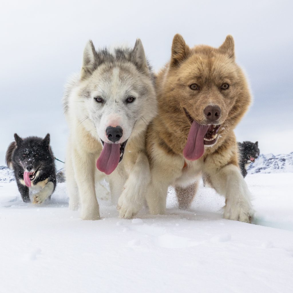 ¿Pueden los perros comer pepino?