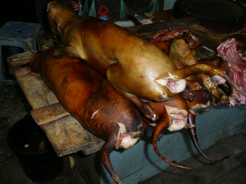 ¿Pueden los perros comer tomate?
